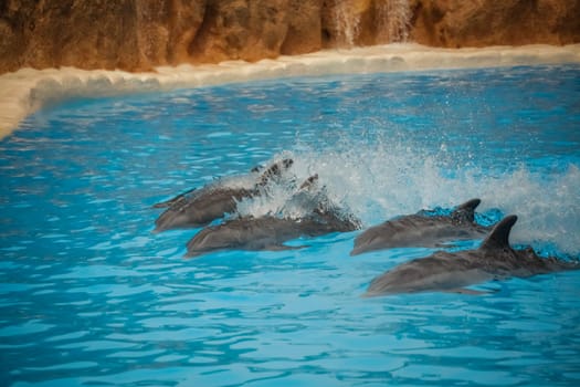 Dolphins swimming fast during show