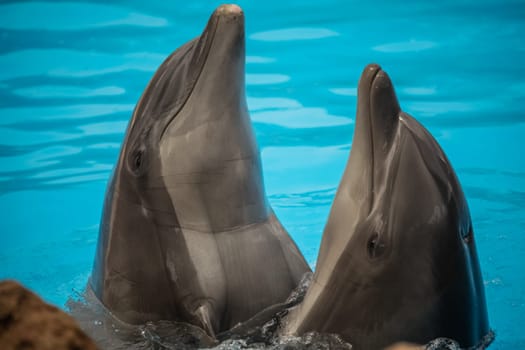 Two cute dolphins dancing during show
