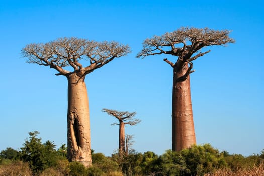 Group of baobabs near Morondava in Madagascar