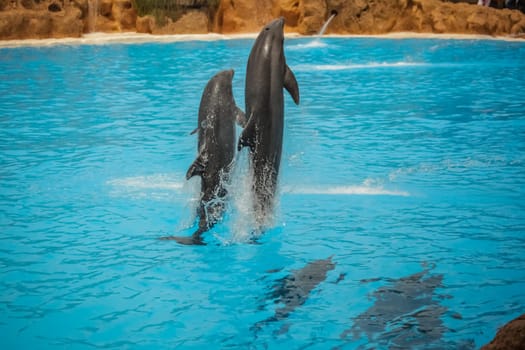 Dolphins dancing in water during show
