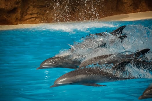 Dolphins swimming fast during show