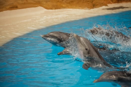 Dolphins swimming fast during show
