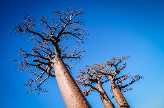 Huge baobabs in the Avenida de Baobab in Madagascar