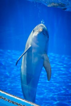 Cute curious dolphin in a pool in an adventure park