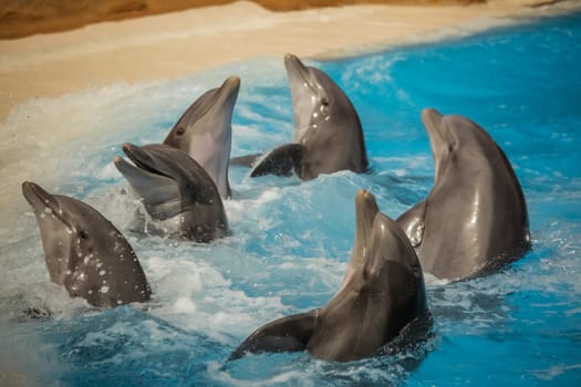 Dolphins dancing in water during show