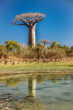 Group of baobabs and their reflection in a pond, Avenida de Baobab near Morondava in Madagascar