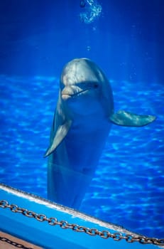 Cute curious dolphin in a pool in an adventure park