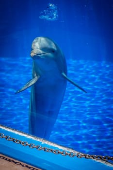 Cute curious dolphin in a pool in an adventure park