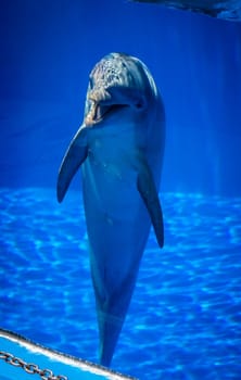 Cute talking dolphin in a pool in an adventure park