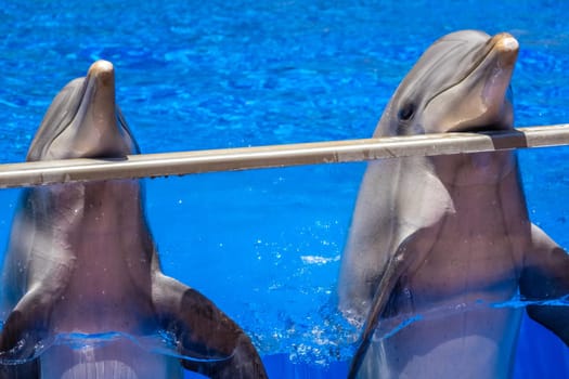 Two cute dolphins in a pool in an adventure park