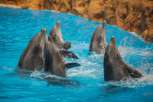 Dolphins dancing in water during show