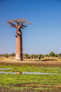 Herd of zebu grazing and feeding by the small lake in front of the baobab tree
