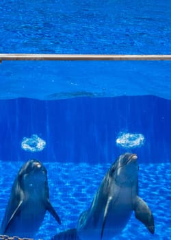 Two cute dolphins in a pool in an adventure park