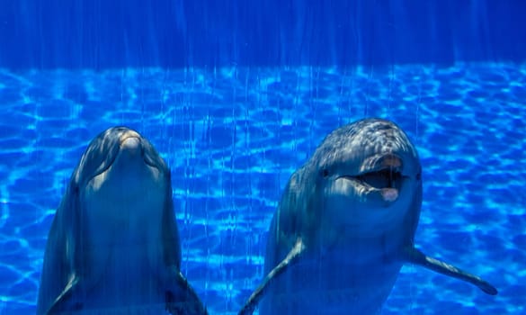 Two cute dolphins in a pool in an adventure park