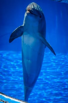 Cute talking dolphin in a pool in an adventure park