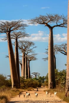 Goats on the sandy path in the Famous Avenida de Baobab near Morondava in Madagascar