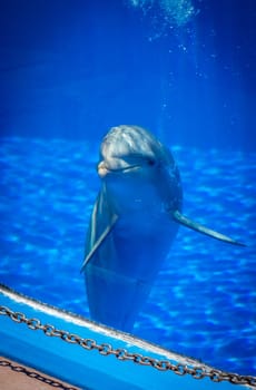 Cute curious dolphin in a pool in an adventure park
