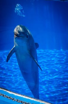 Cute talking dolphin in a pool in an adventure park