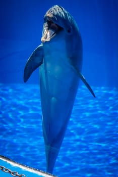 Cute talking dolphin in a pool in an adventure park