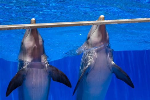 Two cute dolphins in a pool in an adventure park