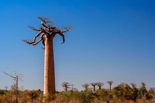 One of the huge baobabs in the Avenida de Baobab in Madagascar