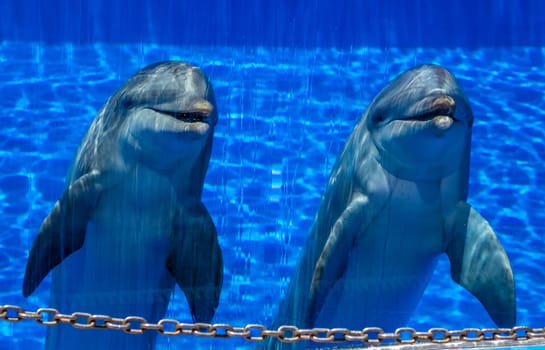 Two cute dolphins in a pool in an adventure park