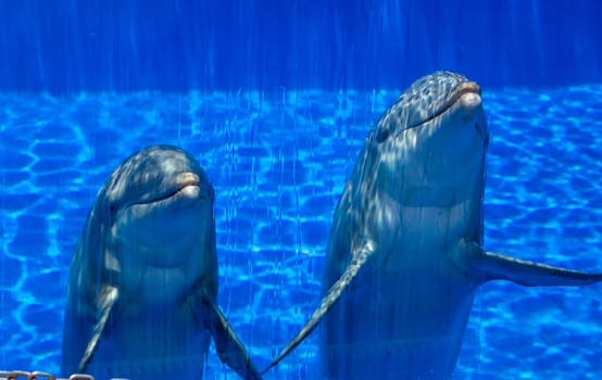Two cute dolphins in a pool in an adventure park