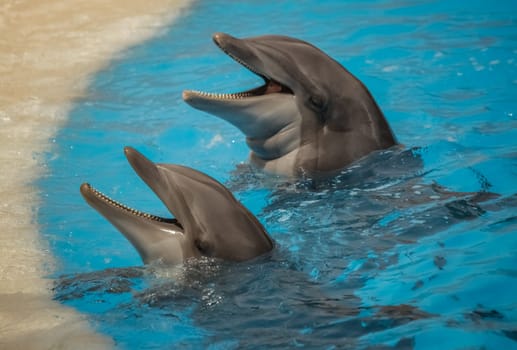 Two cute dolphins waiting for a fish during show