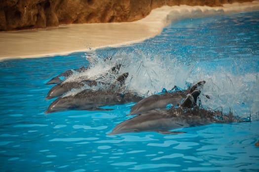 Dolphins swimming fast during show
