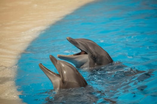 Two cute dolphins waiting for a fish during show