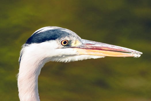 Wild grey heron - portrait - Taplow, United Kingdom