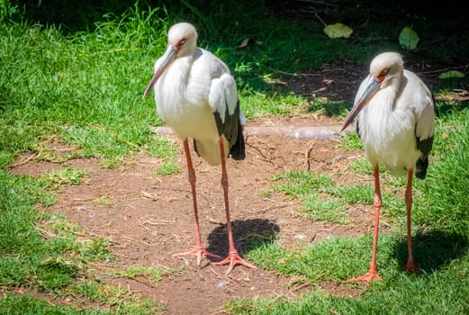 Two storks photographed in the zoo