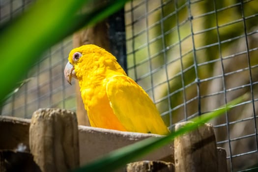 Yellow parrot sitting in cage in a zoo in the zoo