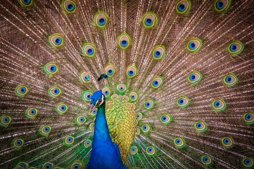 Beautiful peacock presenting his colourful tail wide open