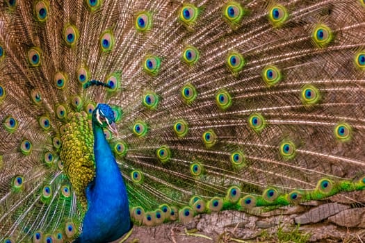 Beautiful peacock presenting his colourful tail wide open