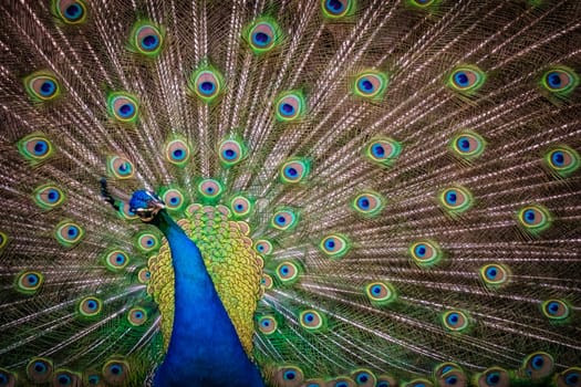 Beautiful peacock presenting his colourful tail wide open