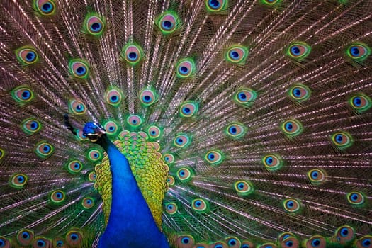 Beautiful peacock presenting his colourful tail wide open