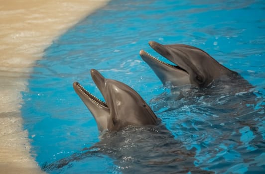 Two cute dolphins waiting for a fish during show