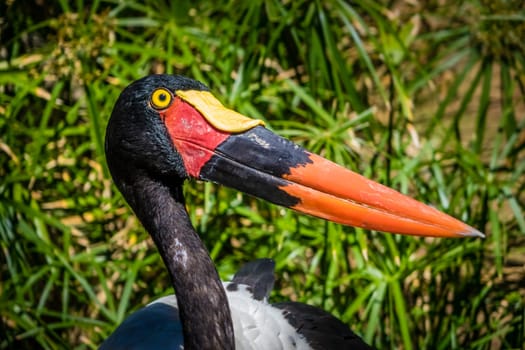 Saddlebill Stork photographed in the zoo