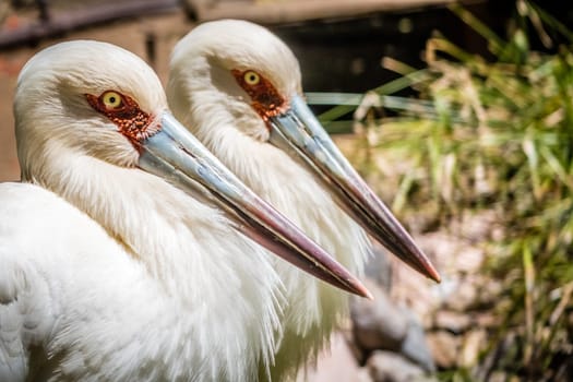 Two storks photographed in the zoo