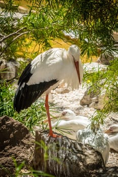 Single stork standing on a leg in a zoo