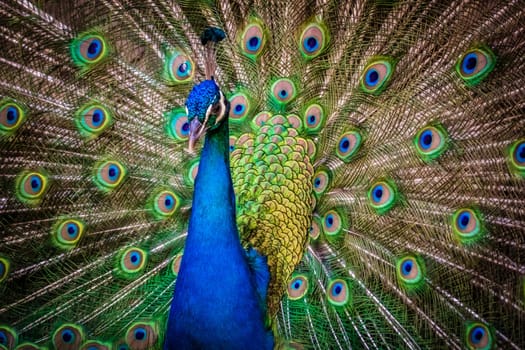 Beautiful peacock presenting his colourful tail wide open