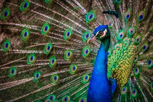 Beautiful peacock presenting his colourful tail wide open
