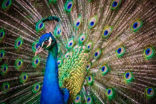 Beautiful peacock presenting his colourful tail wide open