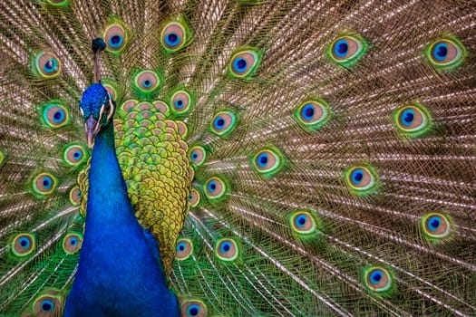 Beautiful peacock presenting his colourful tail wide open
