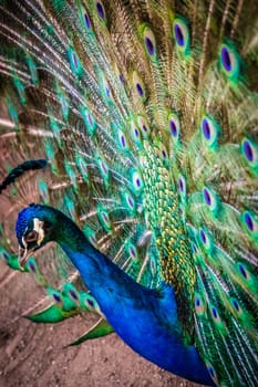 Beautiful peacock presenting his colourful tail wide open