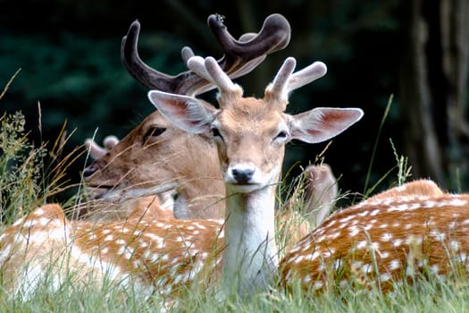 Young wild deer with family - United Kingdom
