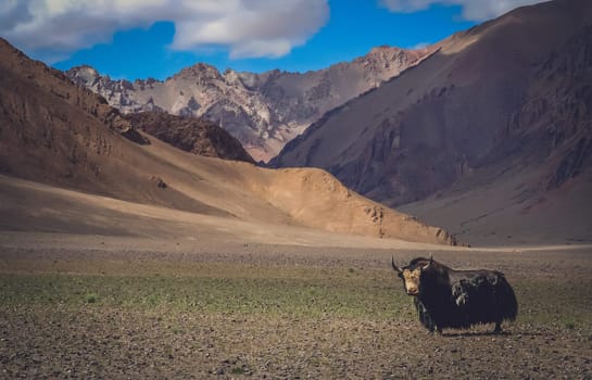 Huge black furry yak in a valley in Tibet