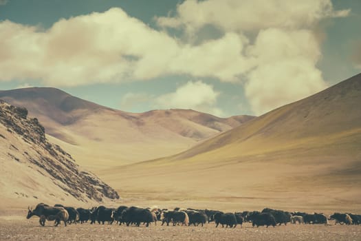 Herd of yaks grazing in the tibetan valley, Tibet