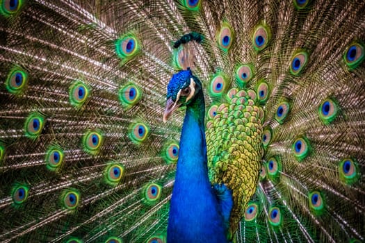 Beautiful peacock presenting his colourful tail wide open